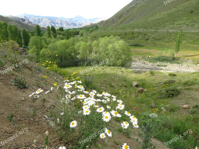 Daisy Oltu Erzurum Free Photos