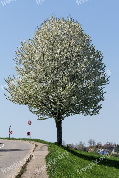 Tree Blossom Bloom Road Deciduous Tree