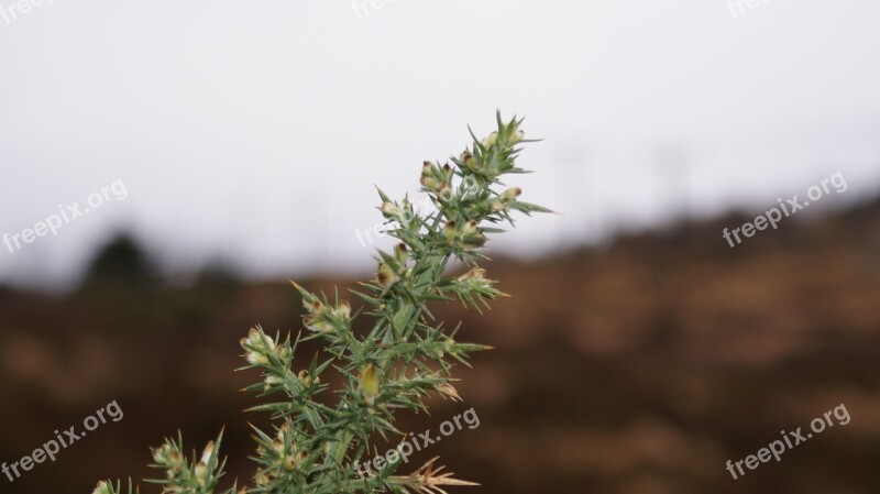 Gorse Bush Thorn Nature Landscape