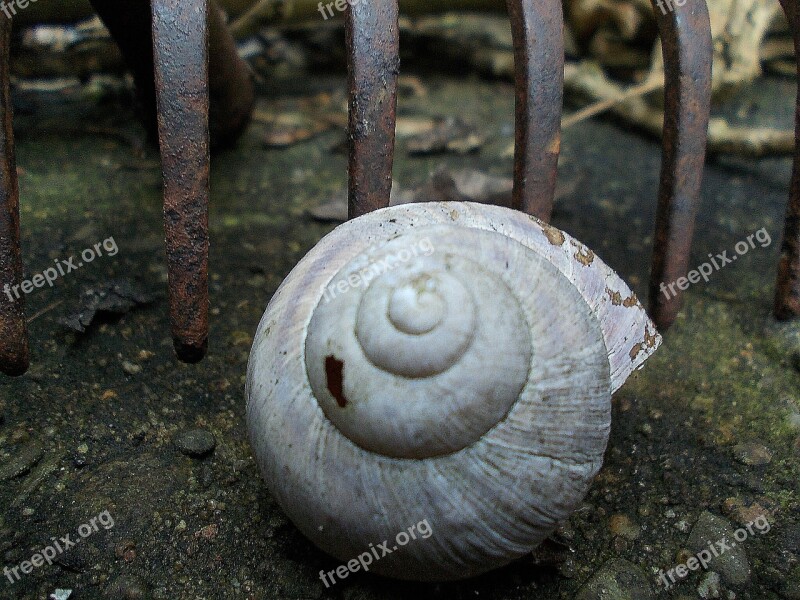 Shell Rusty Garden Artifact Iron