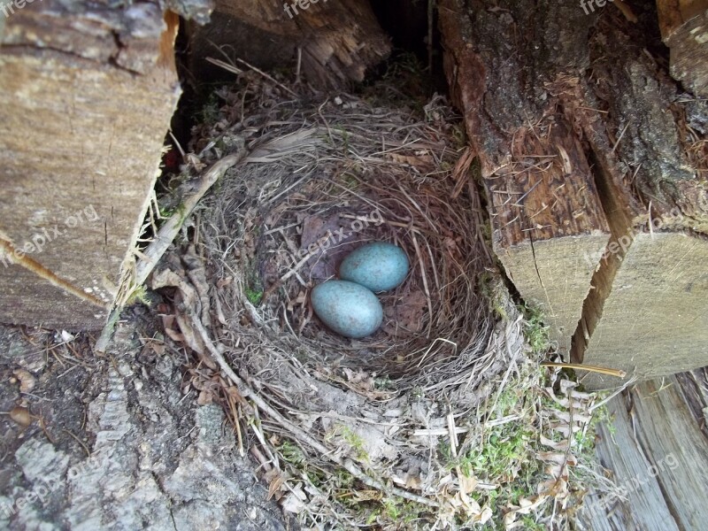 Nest Egg Forest Education Nature Nature Education