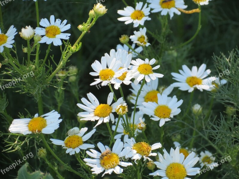 Chamomile Flowers Daisy Flower Glade