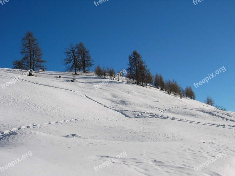 Winter Snow Trees White Winter Landscape