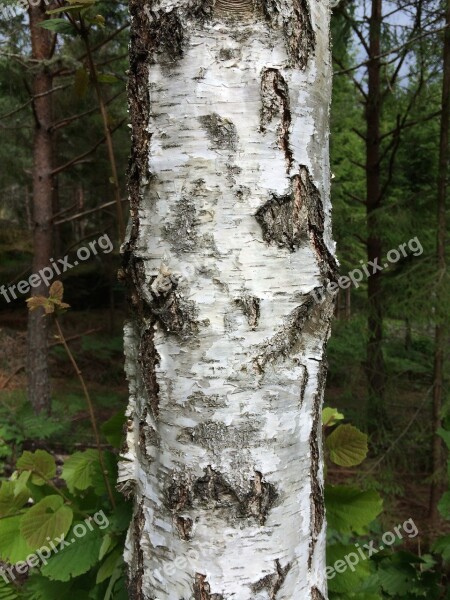 Tree Birch Hardwood Sweden Forest