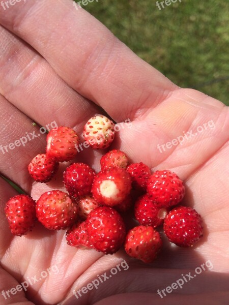 Summer Berry Wild Strawberry Red Free Photos