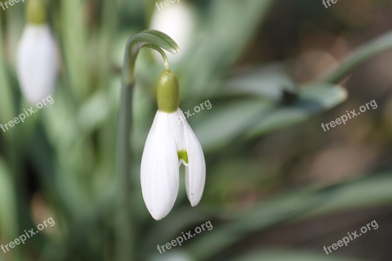 Snowdrop Blossom Bloom Flower Spring