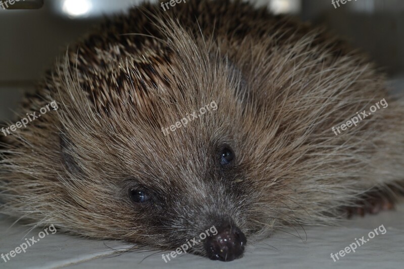 Hedgehog Look Depression Sad Free Photos