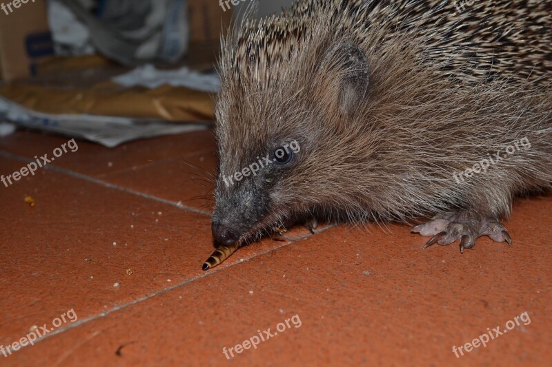 Hedgehog Look Eating Animal Free Photos