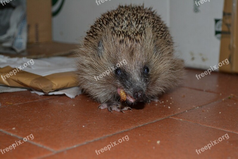 Hedgehog A Mess Eating Animal Free Photos