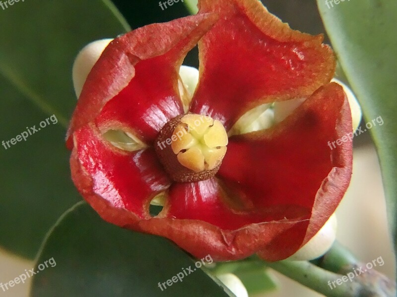 Flower Red Flower Plant Free Photos