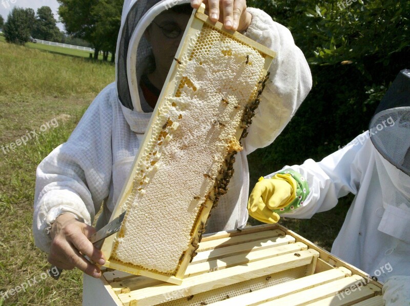 Honey Bee Bee Hive Inspections Apiary Beekeeper Honey