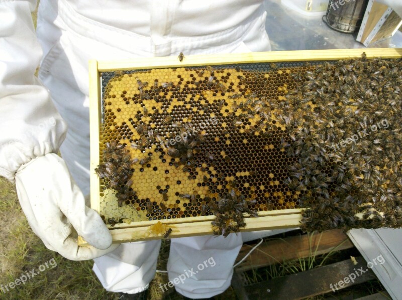 Honey Bee Bee Hive Inspections Apiary Beekeeper Honey