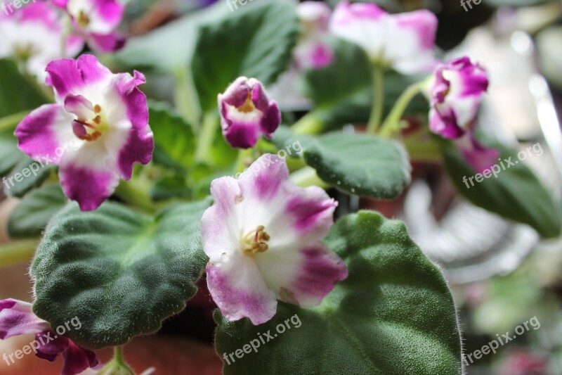 Violets Flowers Petal Bloom Free Photos