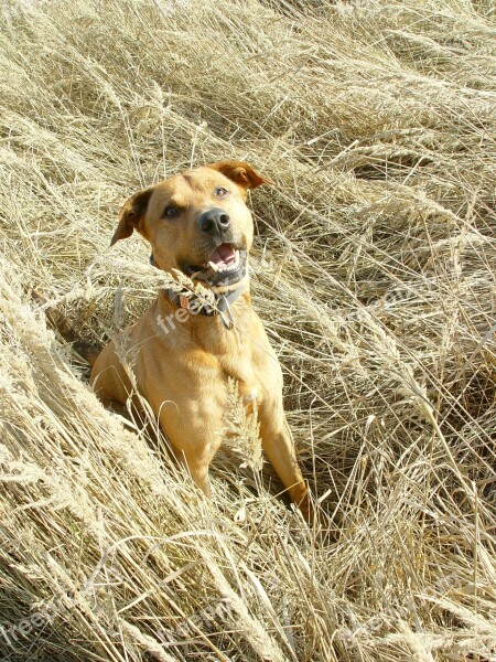 Dog Grass Animal Snout Free Photos