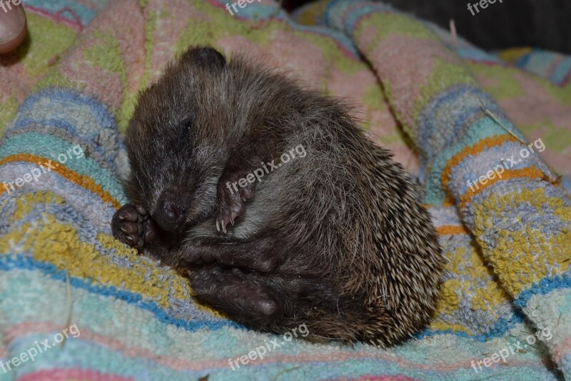 Hedgehog Small Sleepy Needles Feet