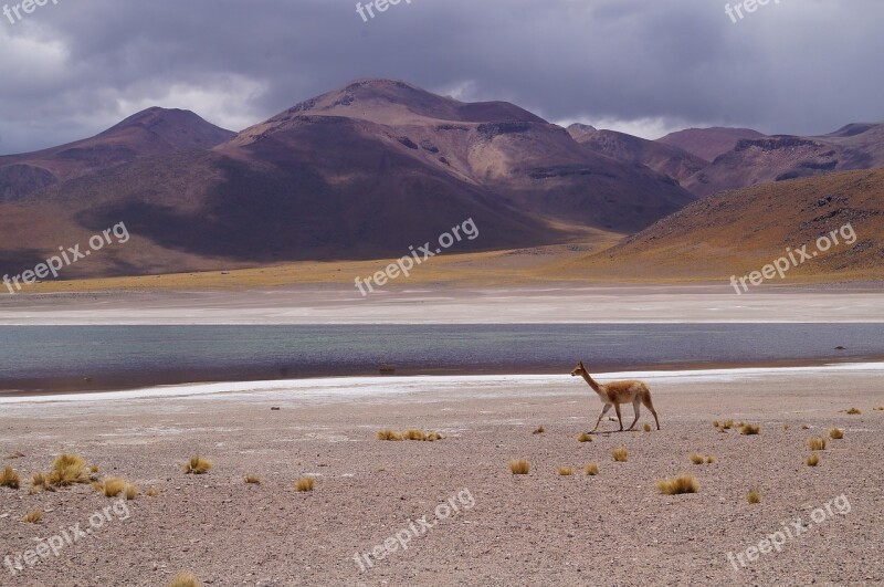 Gaps Highlands Vicuña Free Photos