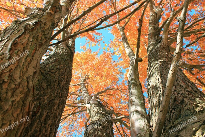 Autumn Leaves Vibrant Blaze Fall