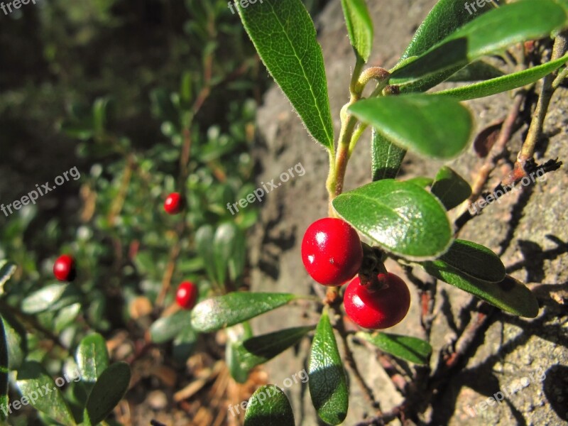 Lingonberry Cowberry Red Whortleberry Vaccinum Vitis Idaea Foxberry