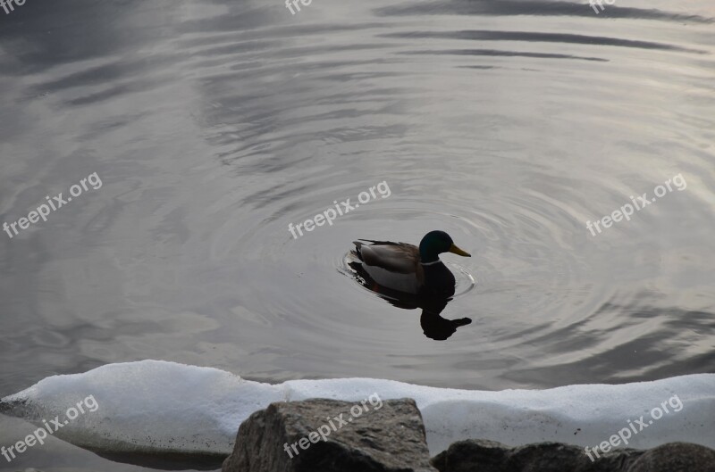 Nature Duck Lake Birds Tampere