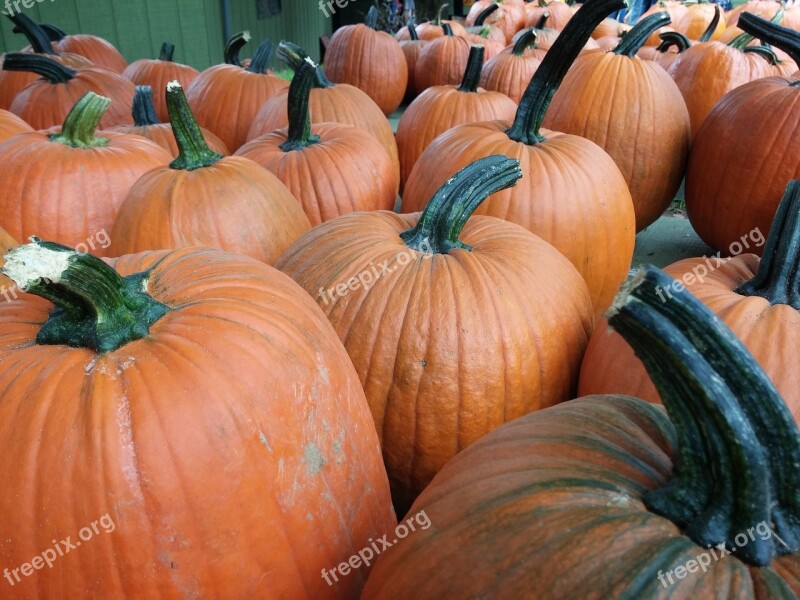 Pumpkins Fall Orange Autumn Holiday