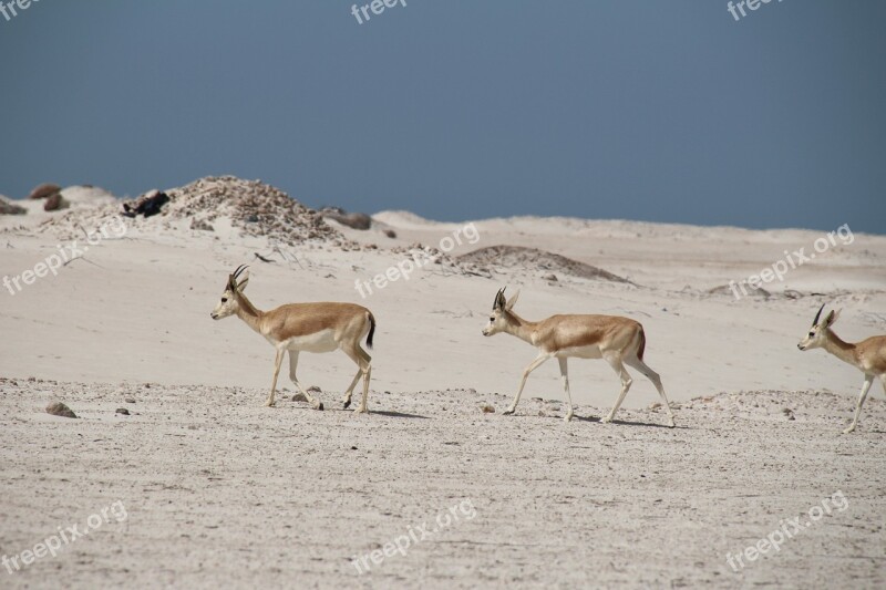 Nature Desert Landscape Sand Travel