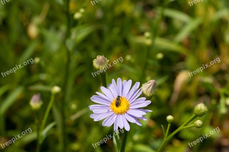 Flowers Bug July Free Photos