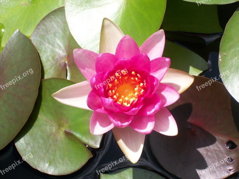 Lotus Lily Pad Nature Lily Flower