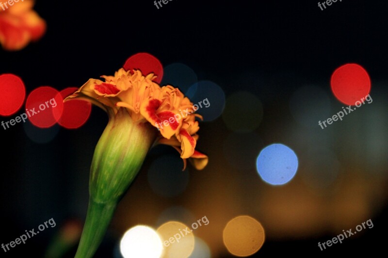 Bokeh Flower Night Beauty Defocused