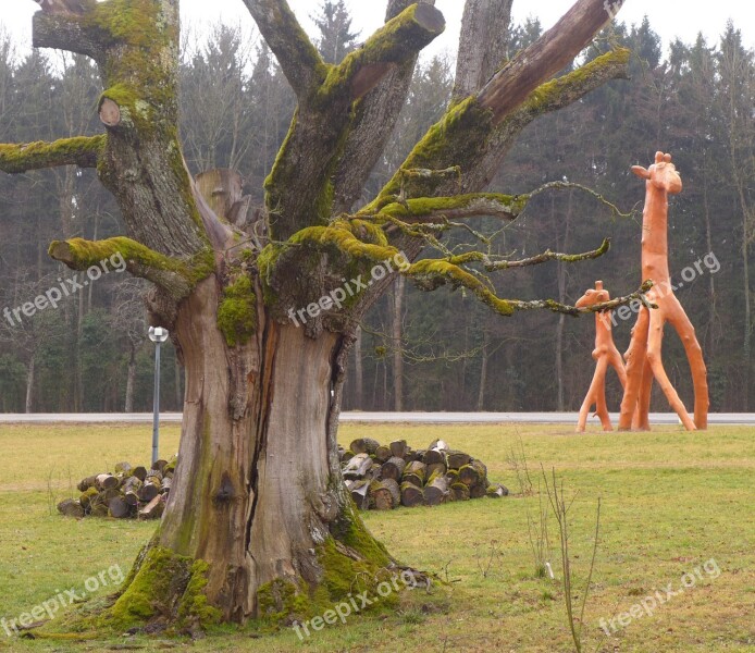 Old Tree Giraffe Wood Sculpture Art Free Photos