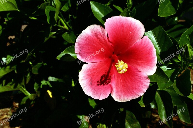 Hawaiian Hawaii Hibiscus Outdoor Free Photos