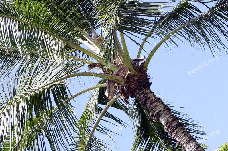 Coconut Tree Hawaii Hawaiian Sky