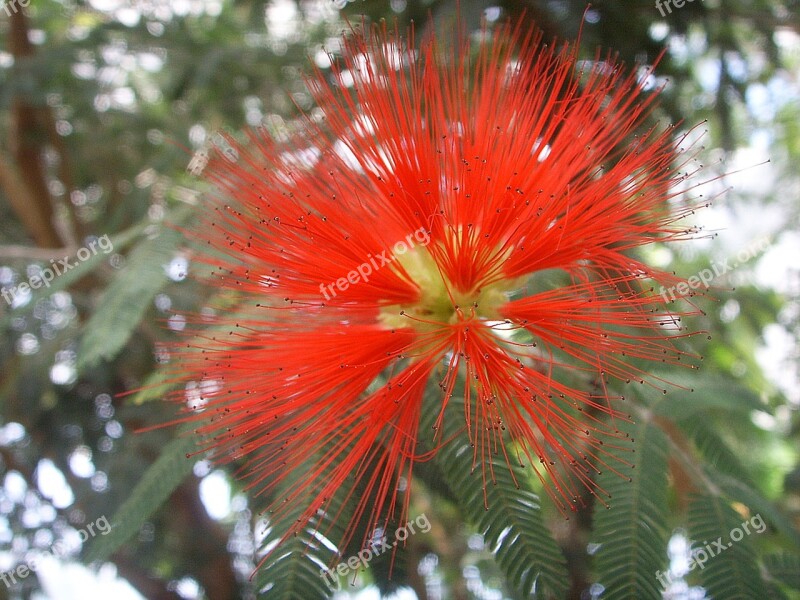 Blossom Bloom Plant Red Macro