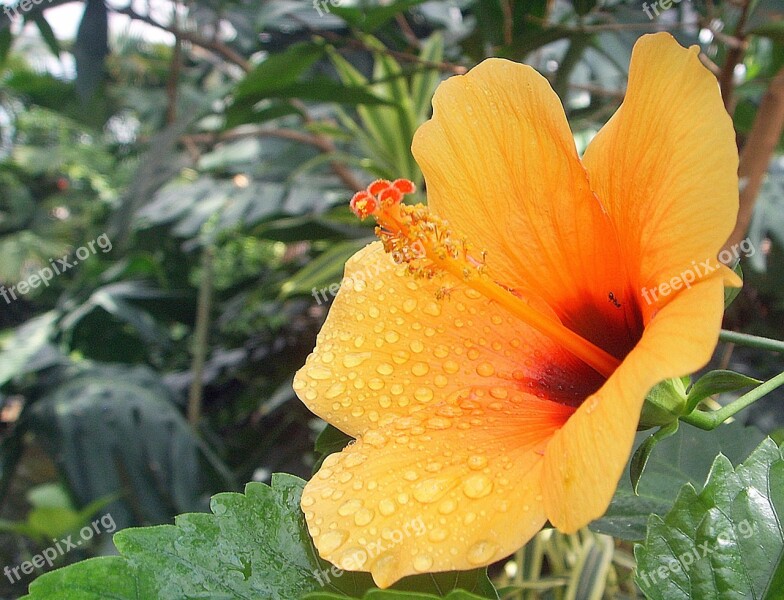 Hibiscus Blossom Bloom Water Drip