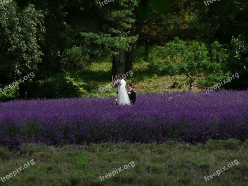 Wedding Photographer Lavender Bed Flowers