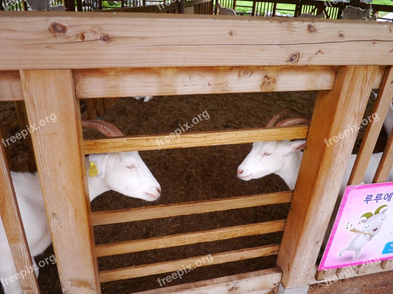 Goat Animal Mirror Margins Baby Goats White Goat