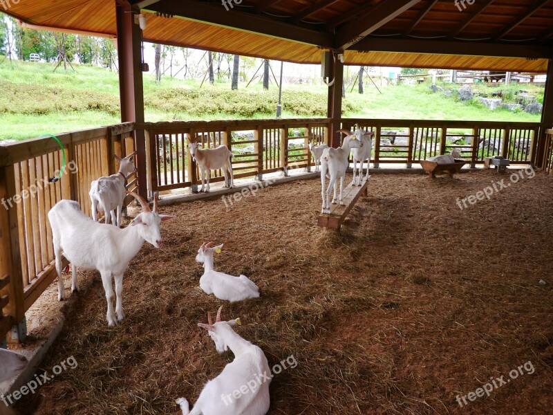 Goat Animal Baby Goats White Goat Anseong Palm Plantation