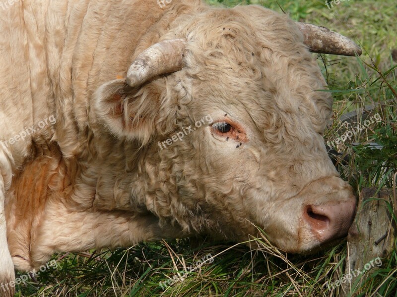 Bull Breeding Charolais Pasture Herds