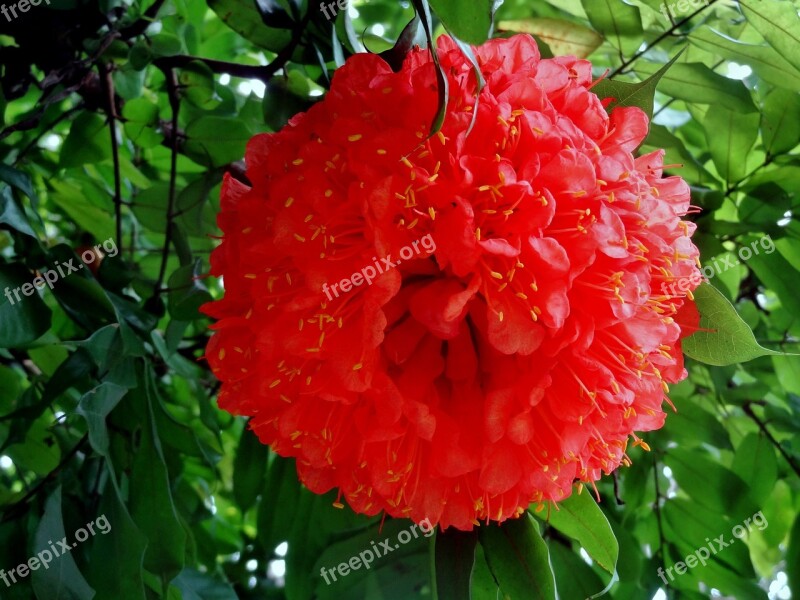 Chrysanths Big Red Flower Nature