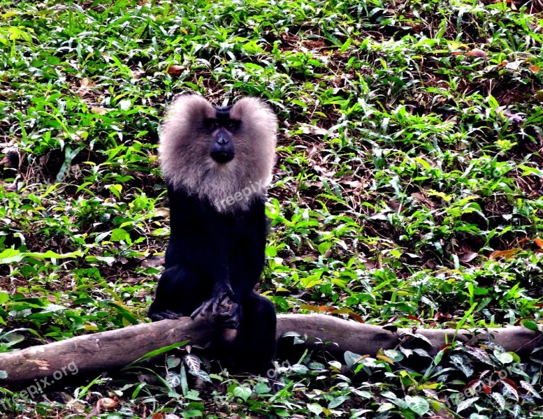 Lion Tailedm Macaque Forest Wild