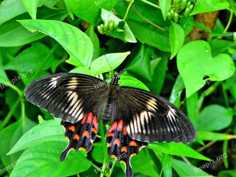 Butterfly Wild Big Nature Animal