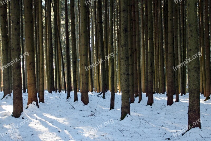 Winter Forest Tree Trunks Trees Nature