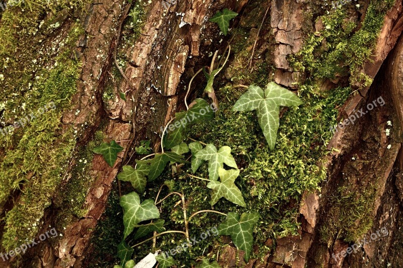 Tree Bark Ivy Bark Tree Fouling