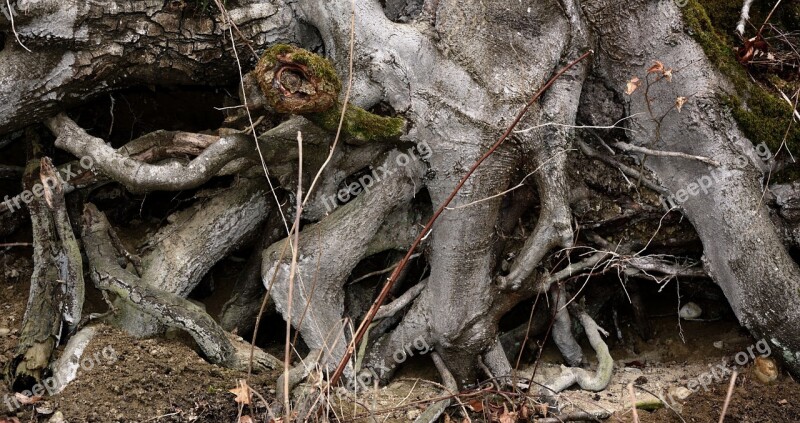 Root Root System Tree Texture Background