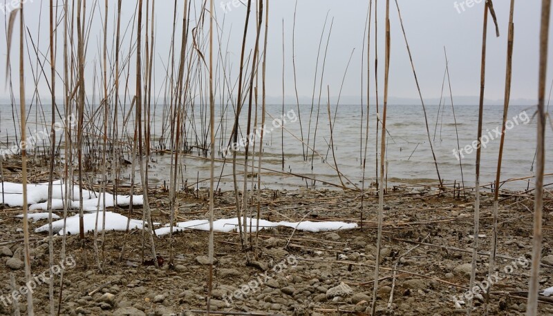 Water Bank Reed Winter Nature