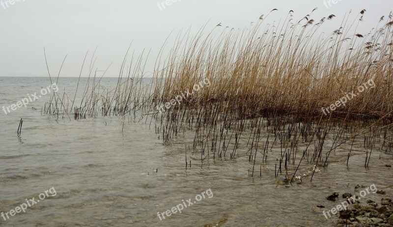 Water Bank Reed Winter Nature