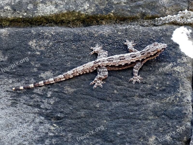 Lizard Wall Pierre Free Photos