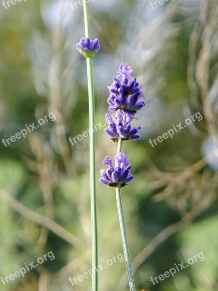 Macro Lavender Plant Natural Purple