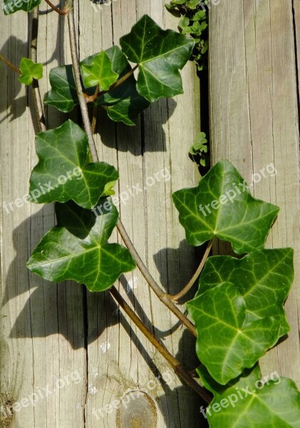 Vedben Ivy Green Plant Climbing Plant