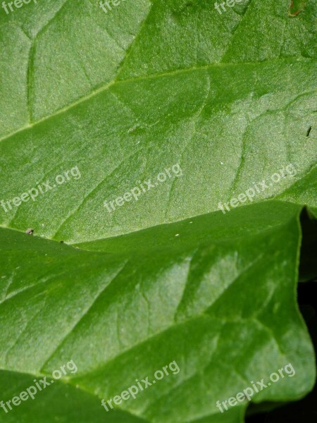 Macro Green Leaf Plant Natural