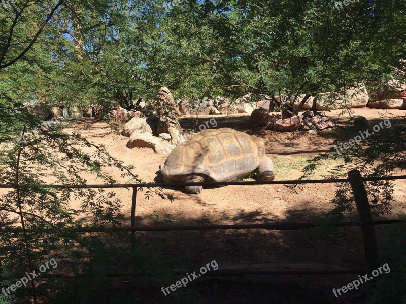 Tortoise Reptile Animal Nature Slow